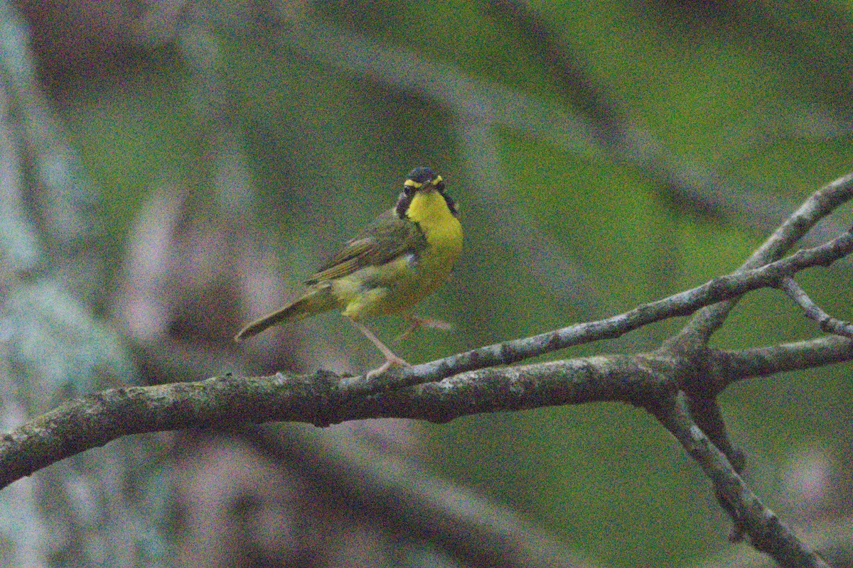 Kentucky Warbler - ML639435186