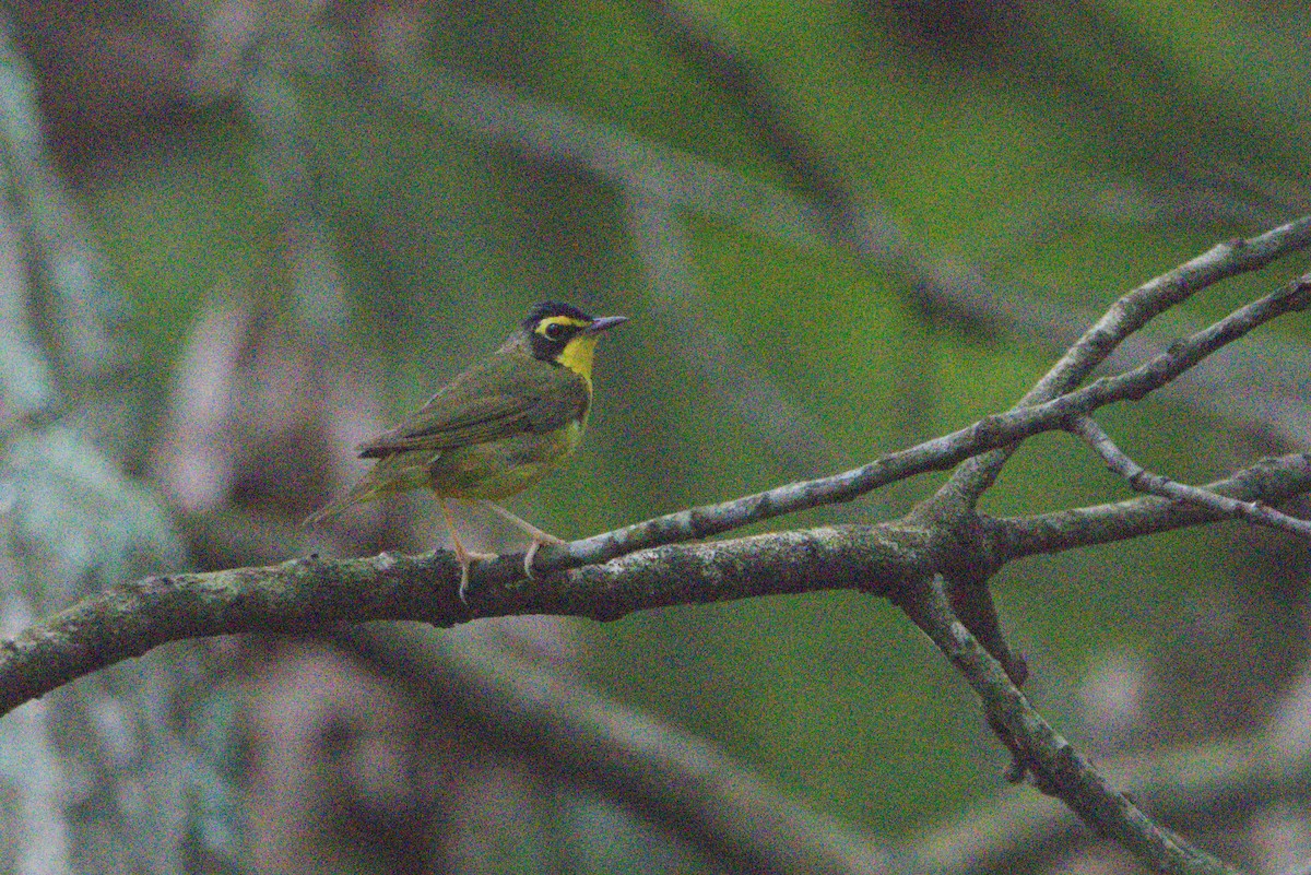 Kentucky Warbler - ML639435187