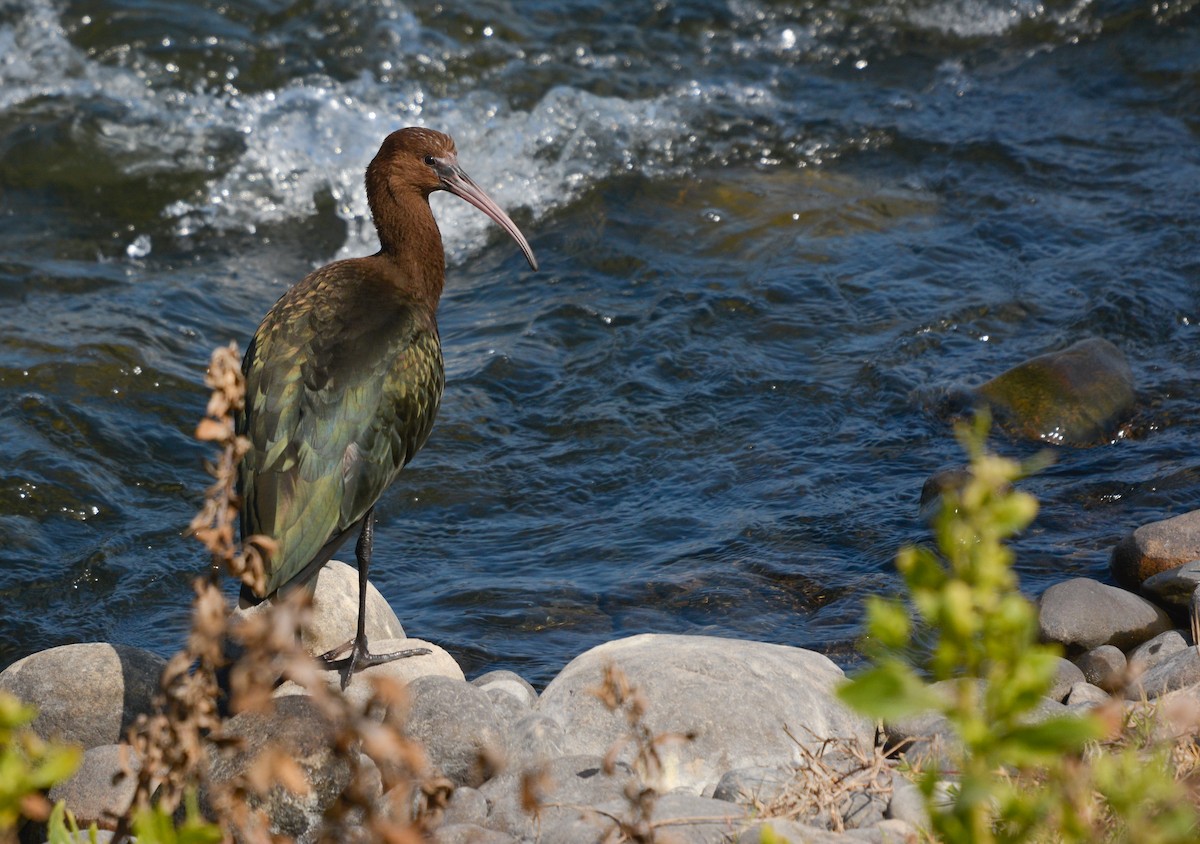 Puna Ibis - ML639435195