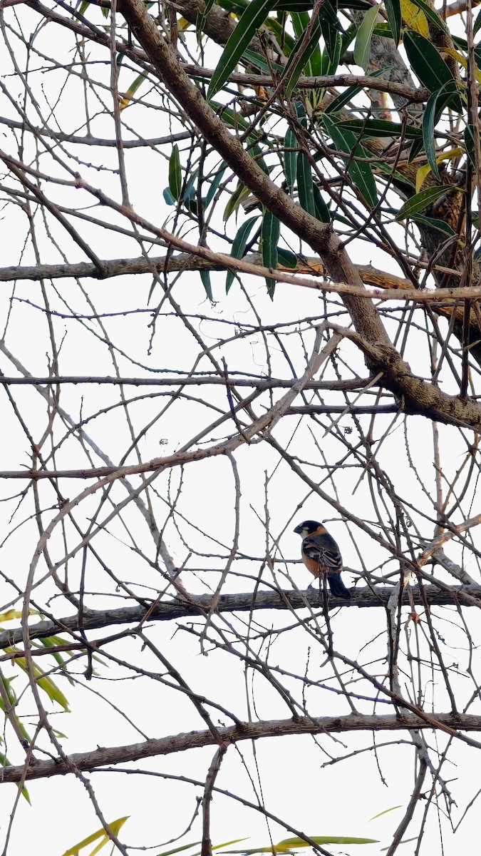 Rusty-collared Seedeater - ML639435197