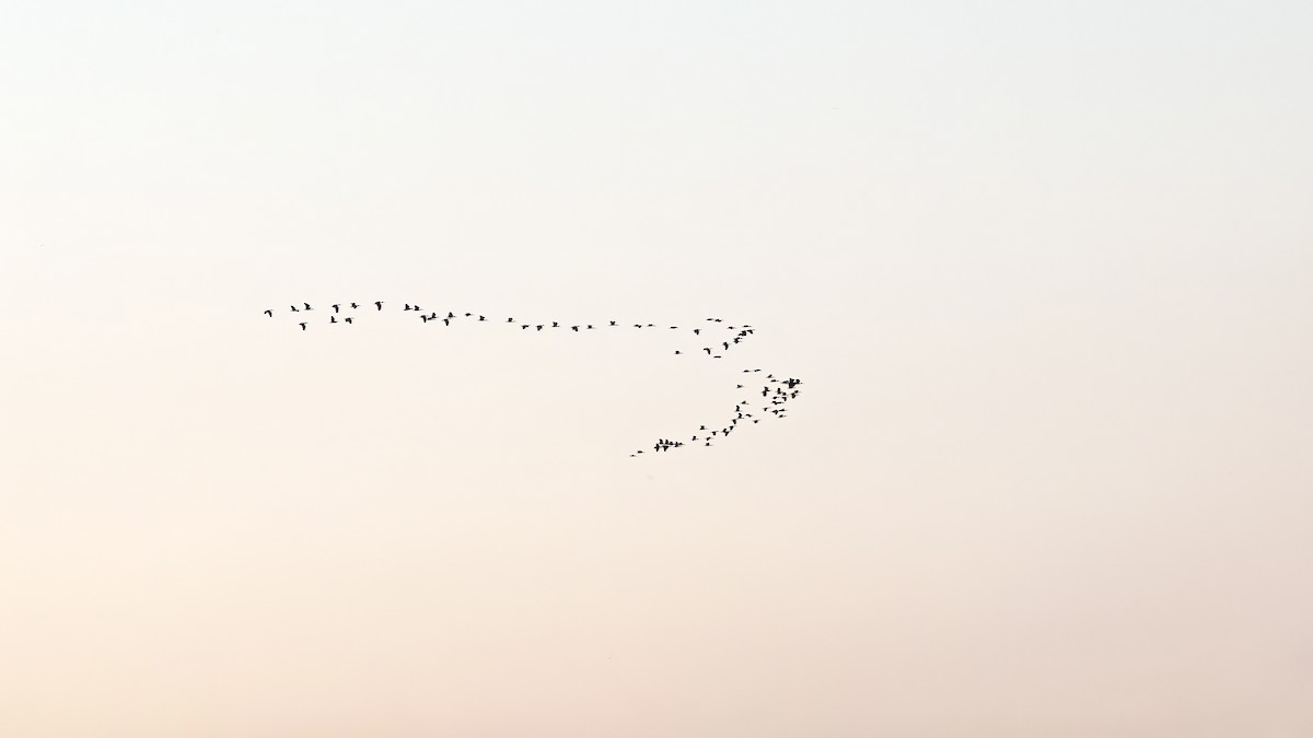Bare-faced Ibis - ML639435238