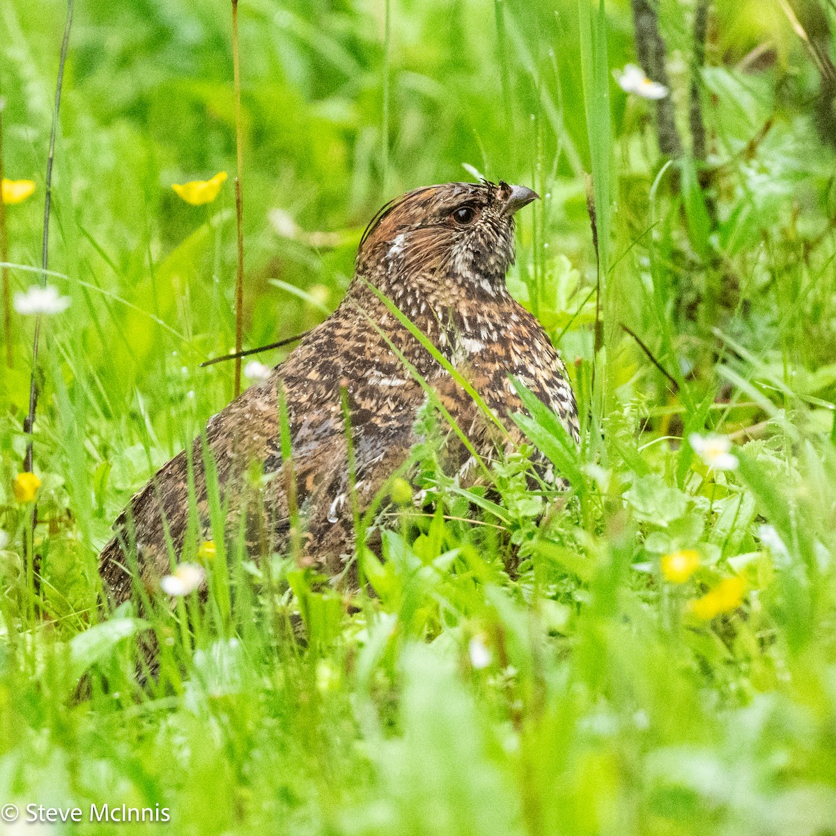 Chinese Grouse - ML639435239