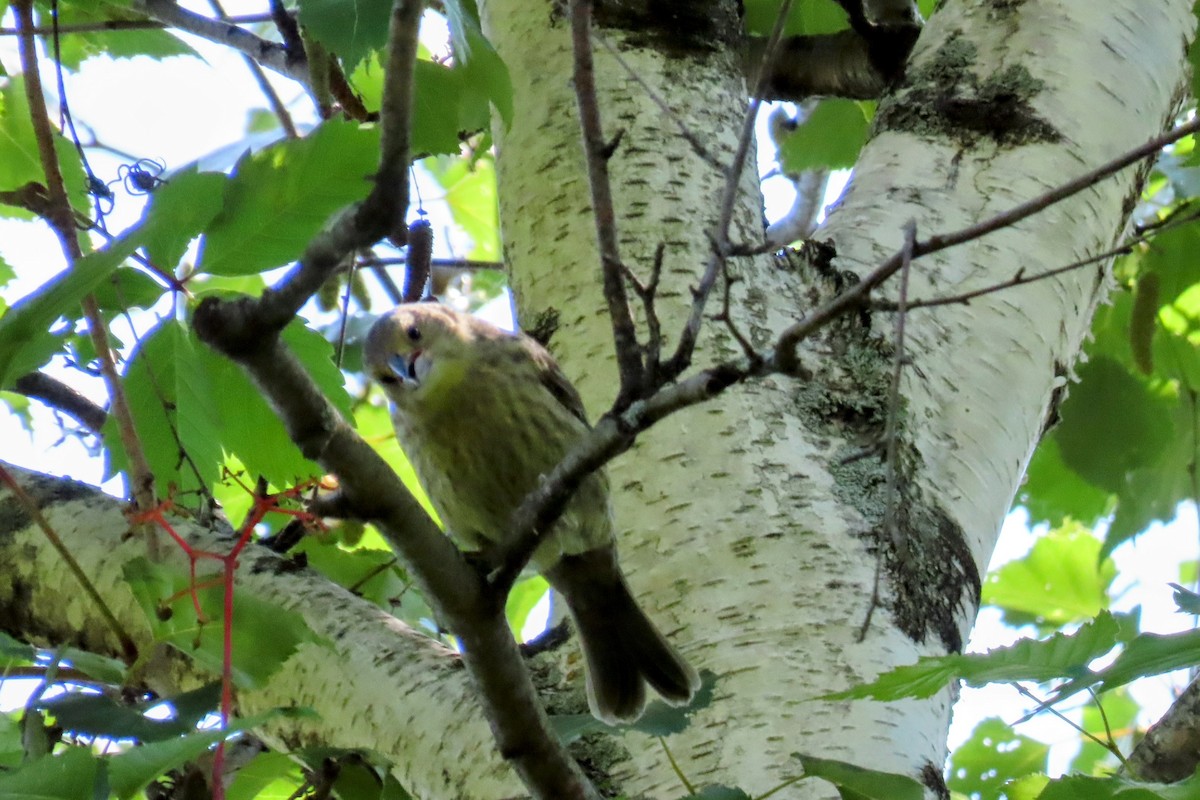 Brown-headed Cowbird - ML639435282
