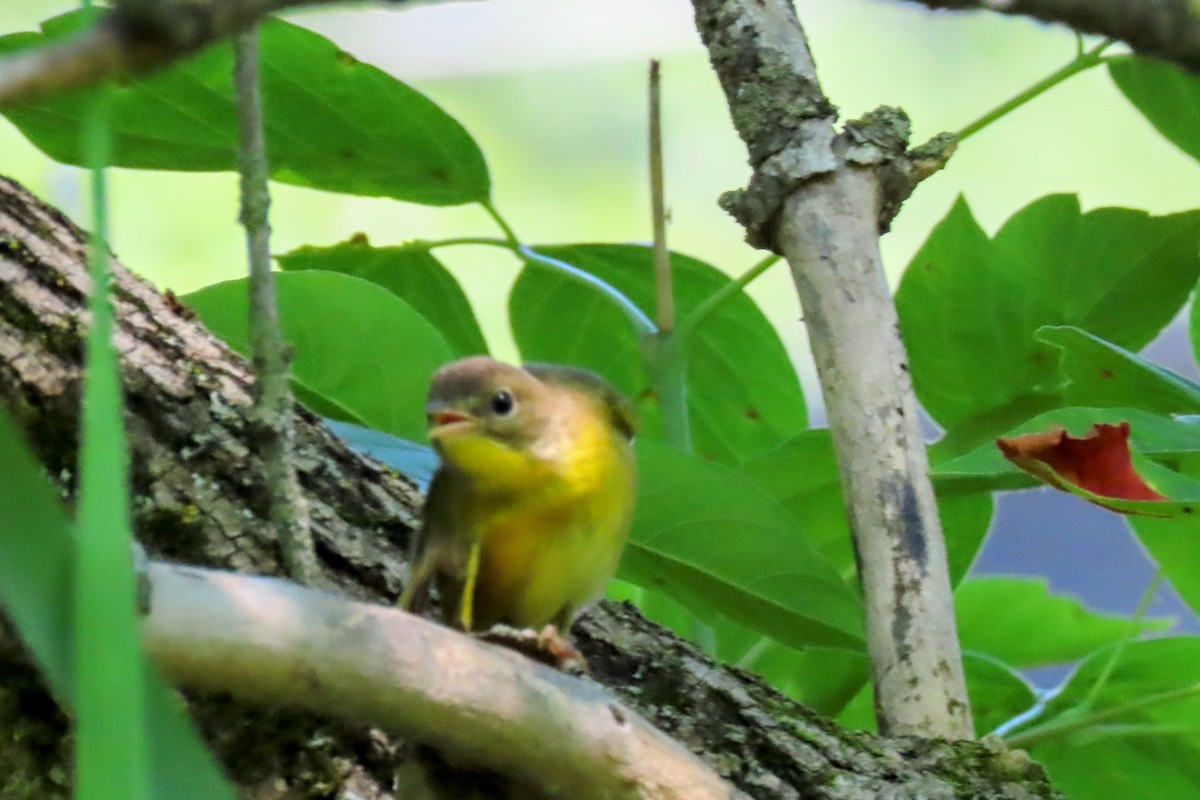 Common Yellowthroat - ML639435285