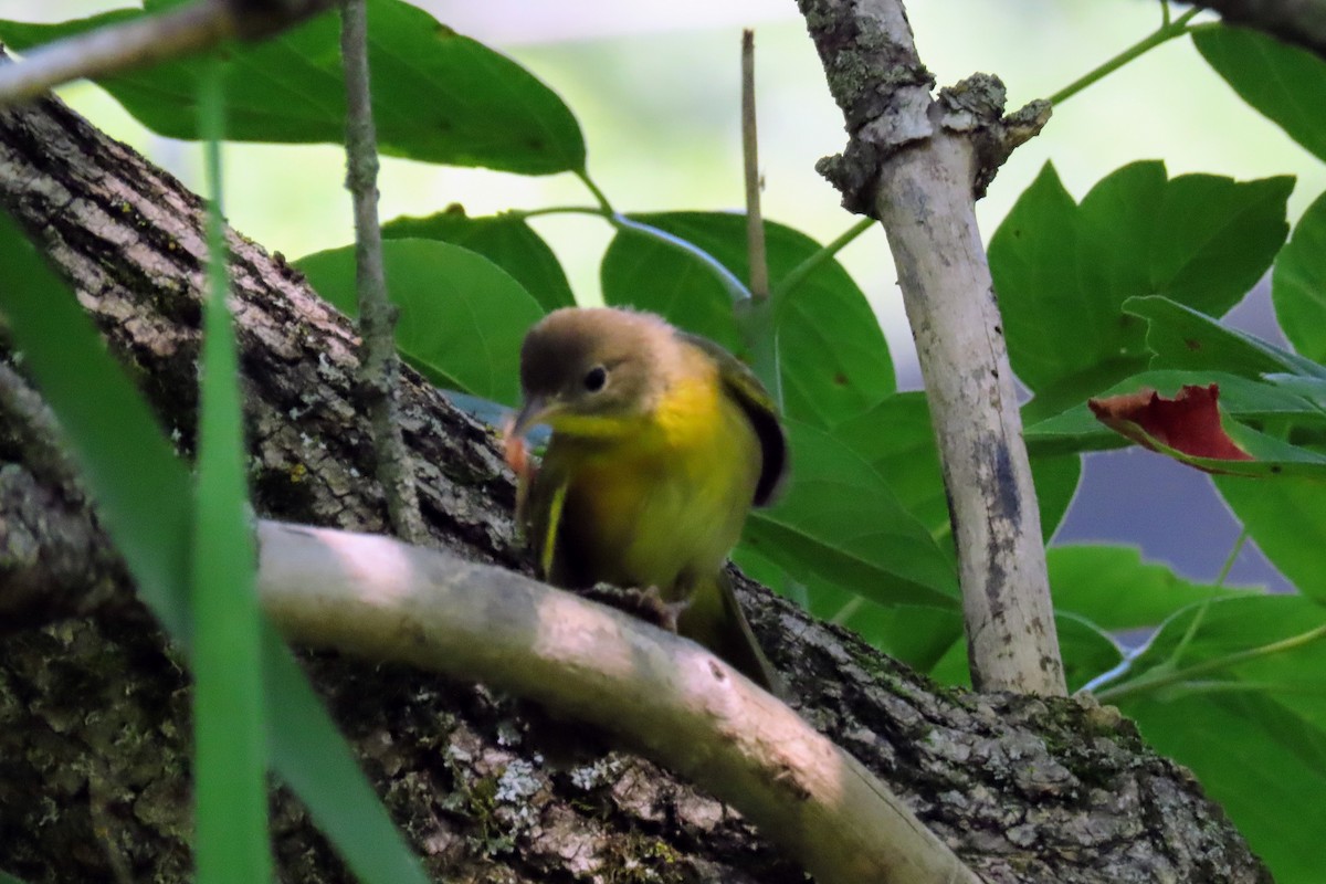 Common Yellowthroat - ML639435286