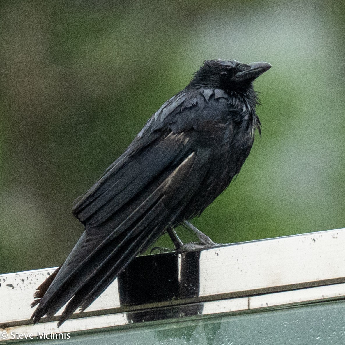 svartkråke - ML639435339