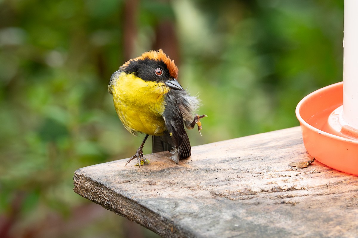 Yellow-breasted Brushfinch - ML639435517