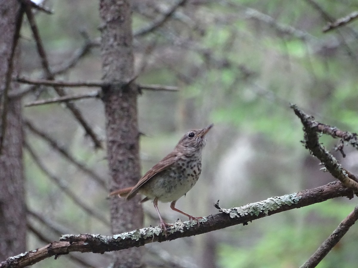 Hermit Thrush - ML639435522