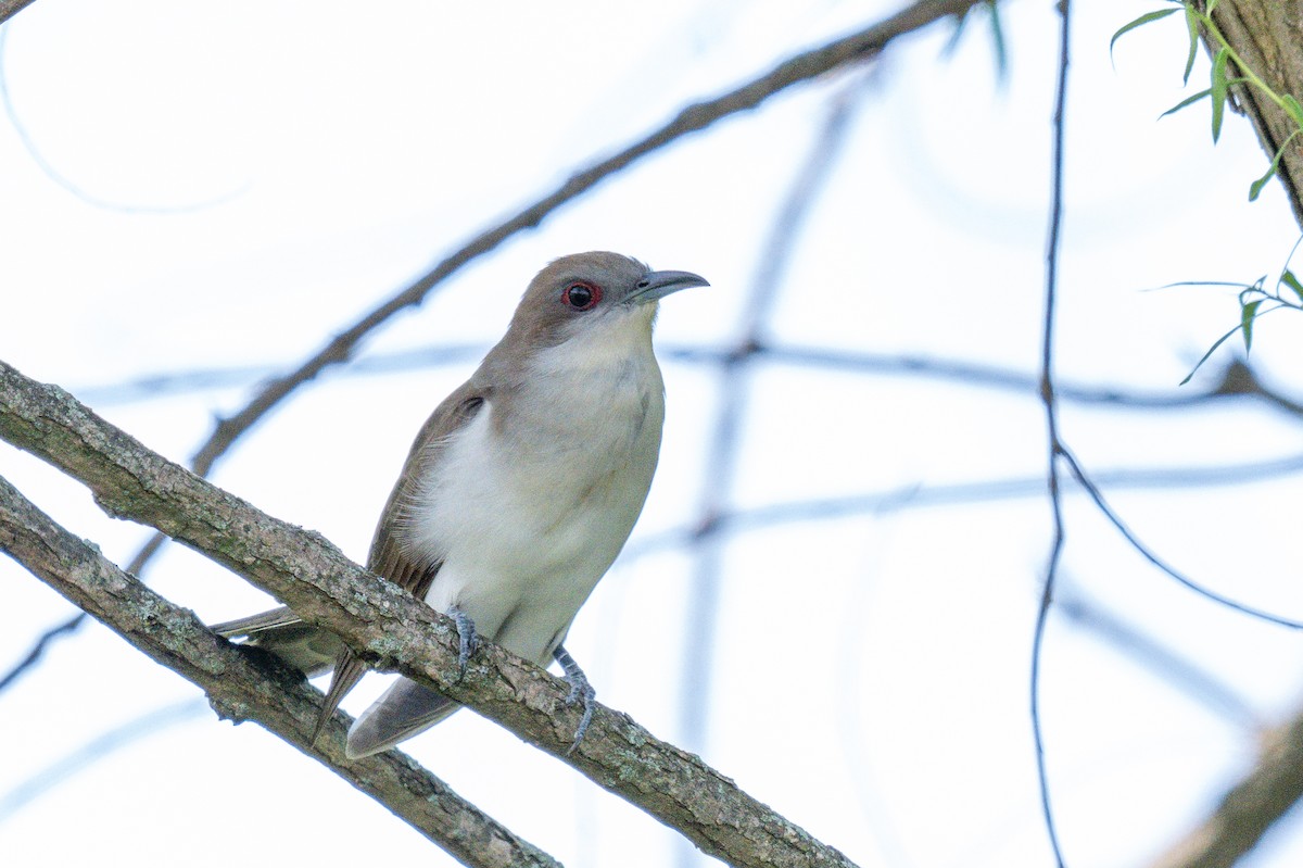 Black-billed Cuckoo - ML639435578