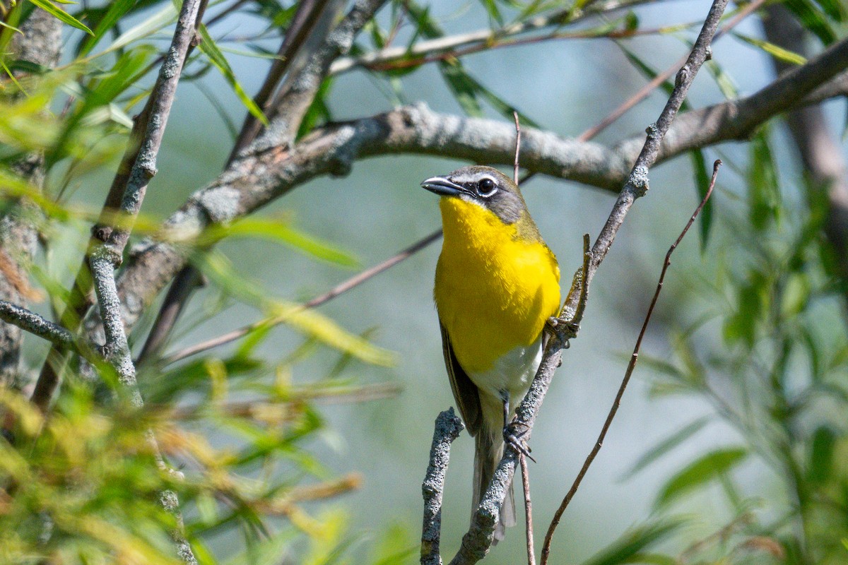 Yellow-breasted Chat - ML639435586