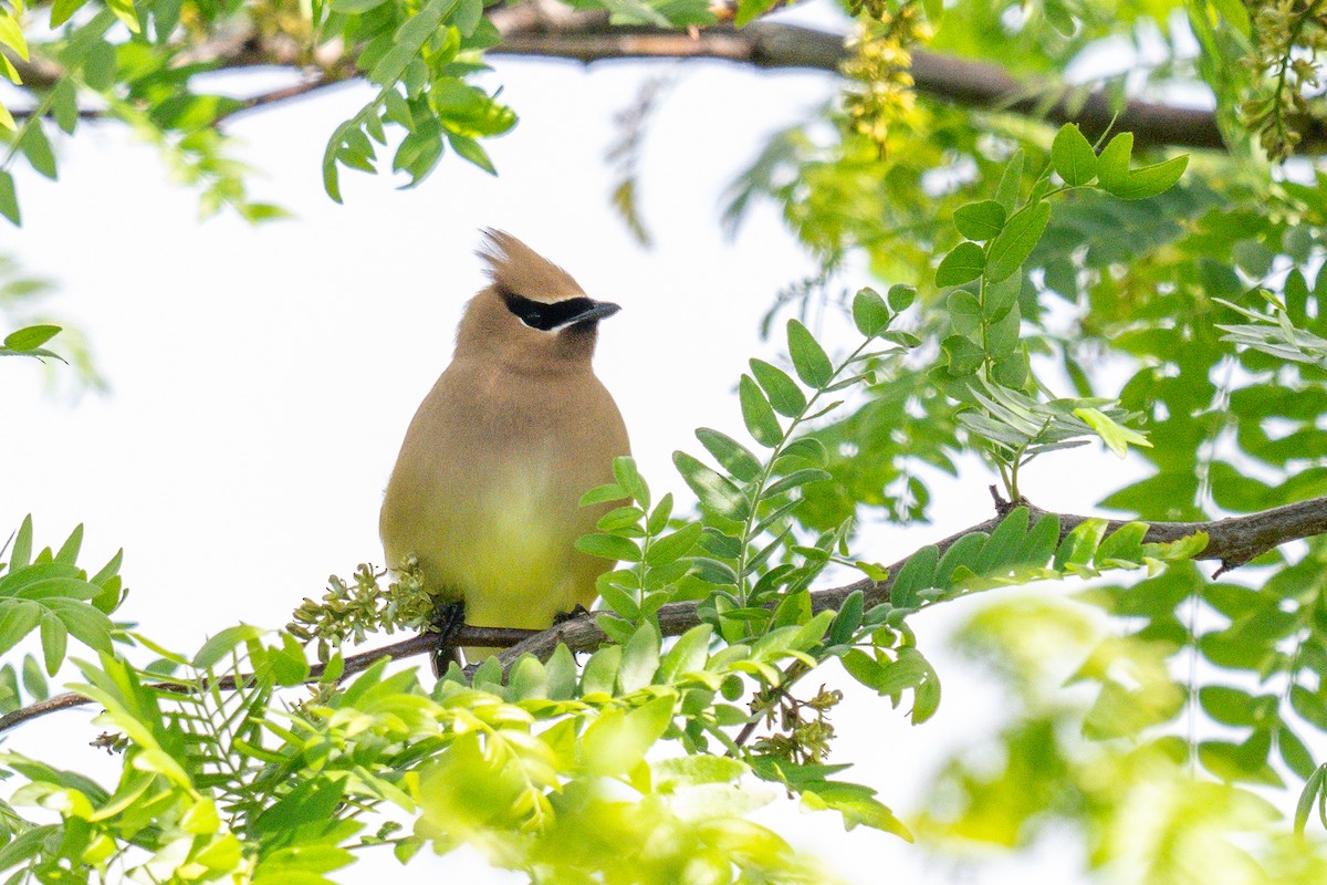 Cedar Waxwing - ML639435605