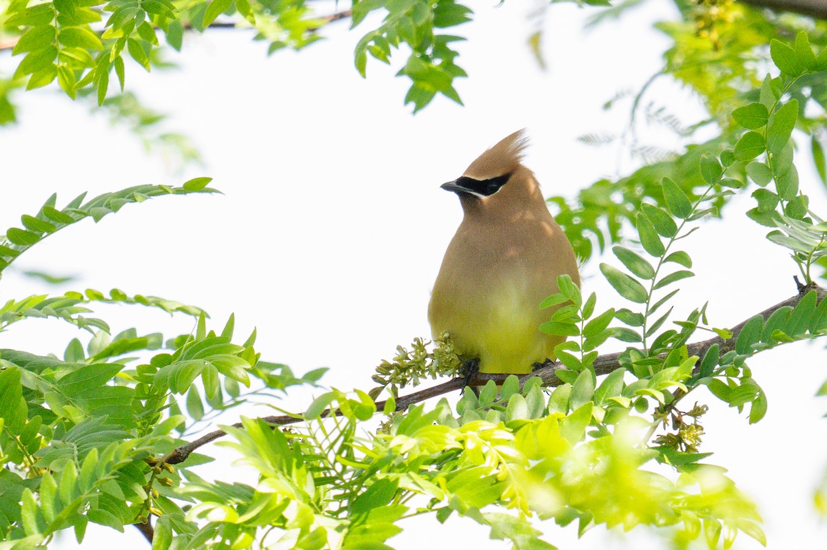 Cedar Waxwing - ML639435607