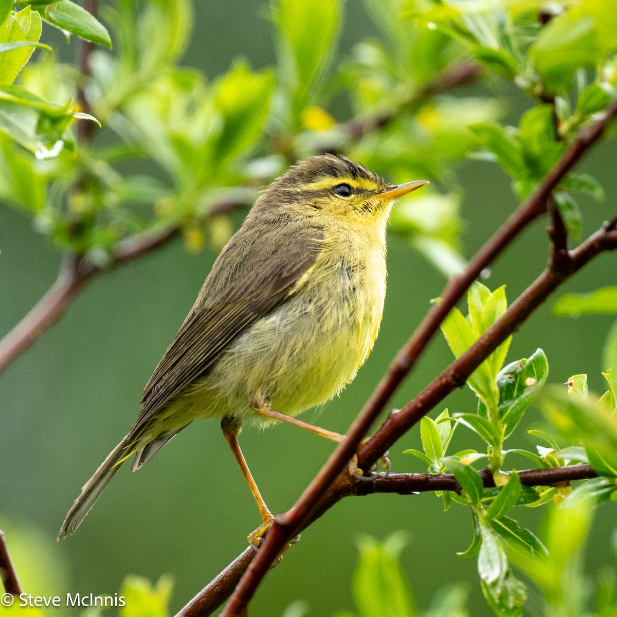 skrentsanger - ML639435613