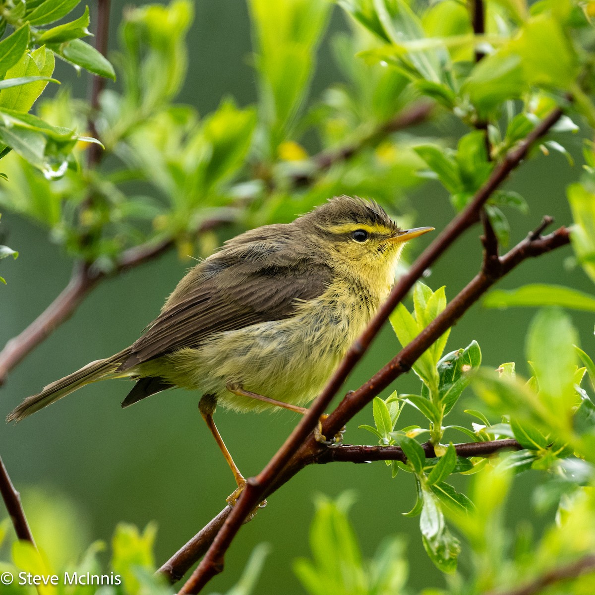 skrentsanger - ML639435614