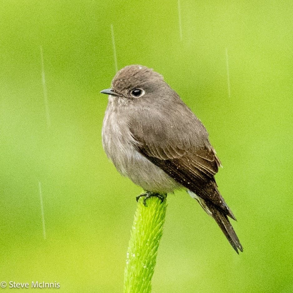 gråflankefluesnapper - ML639435615