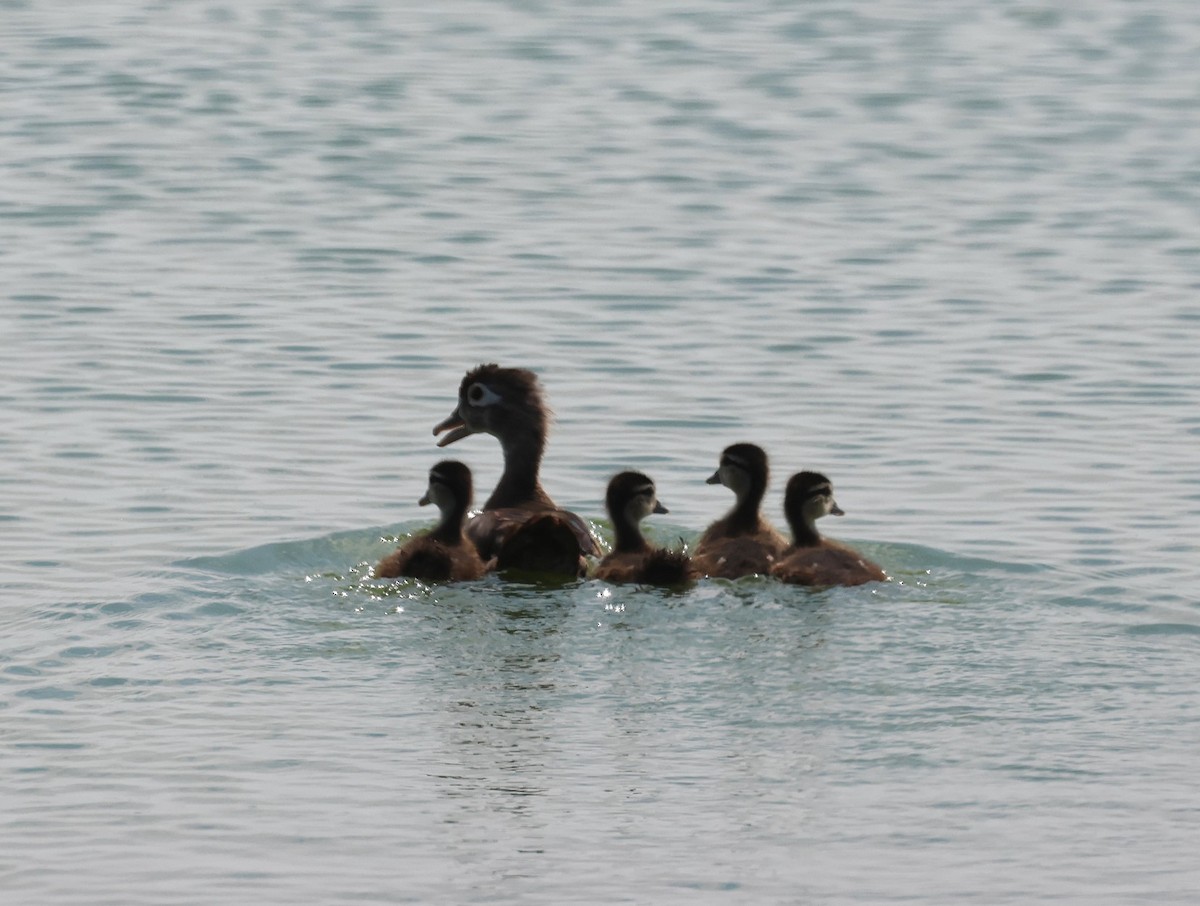 Wood Duck - ML639435631