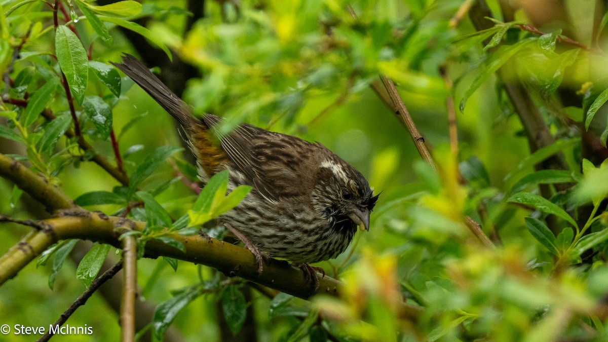 glennerosenfink - ML639435632