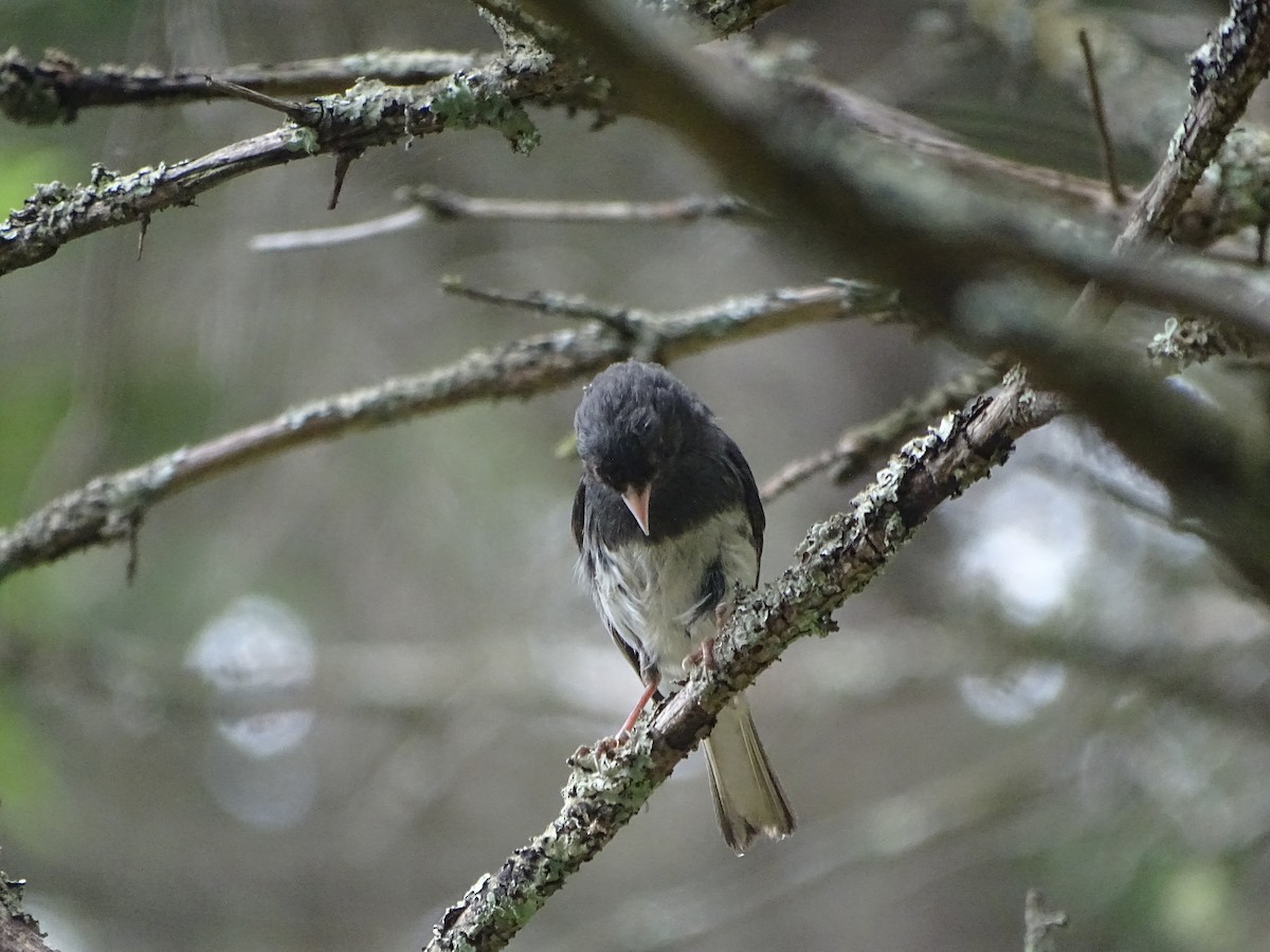 Dark-eyed Junco (Slate-colored) - ML639435637