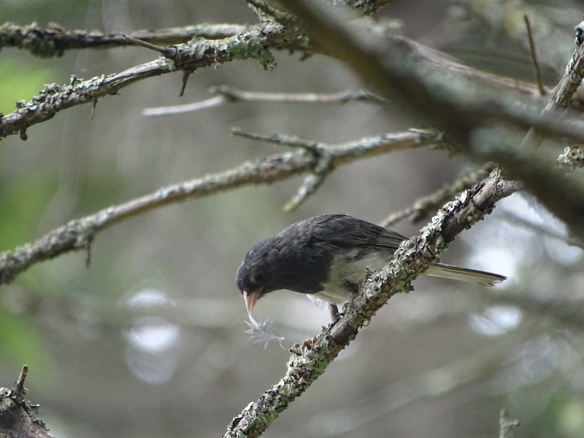 Dark-eyed Junco (Slate-colored) - ML639435638