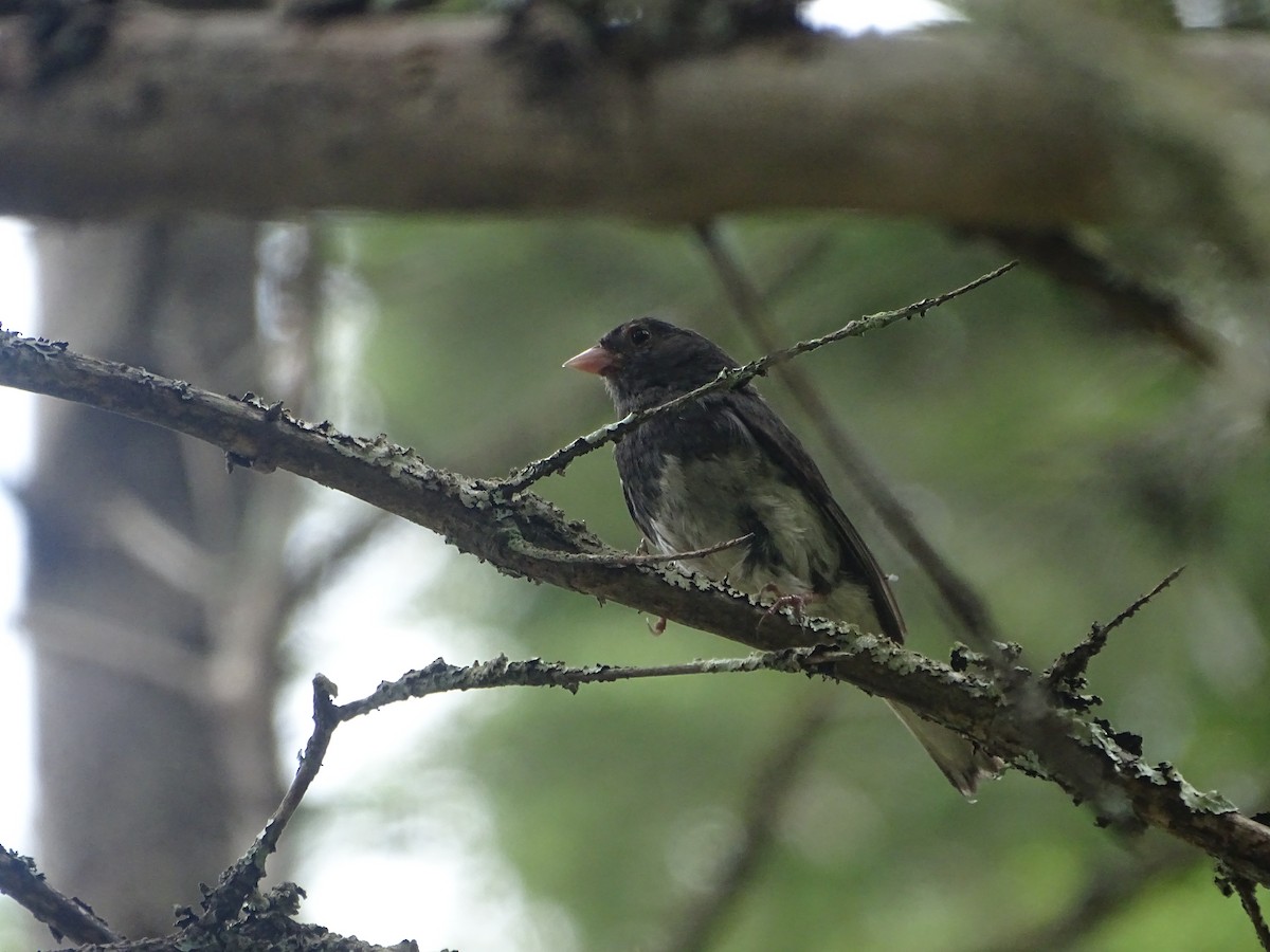 Dark-eyed Junco (Slate-colored) - ML639435651