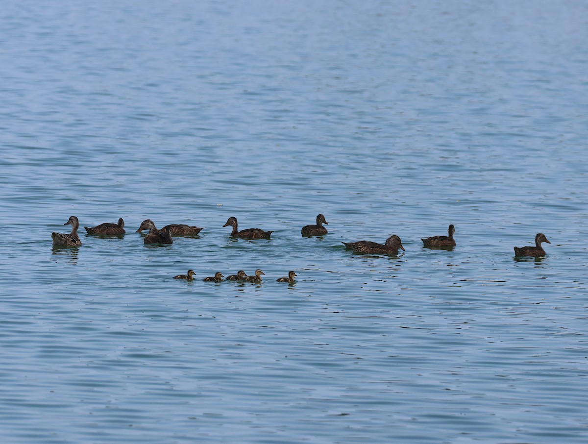Gadwall - ML639435655