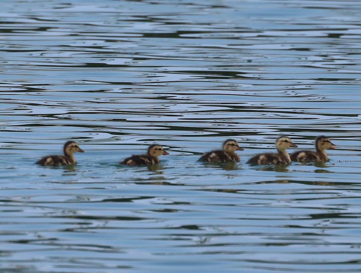Gadwall - ML639435657