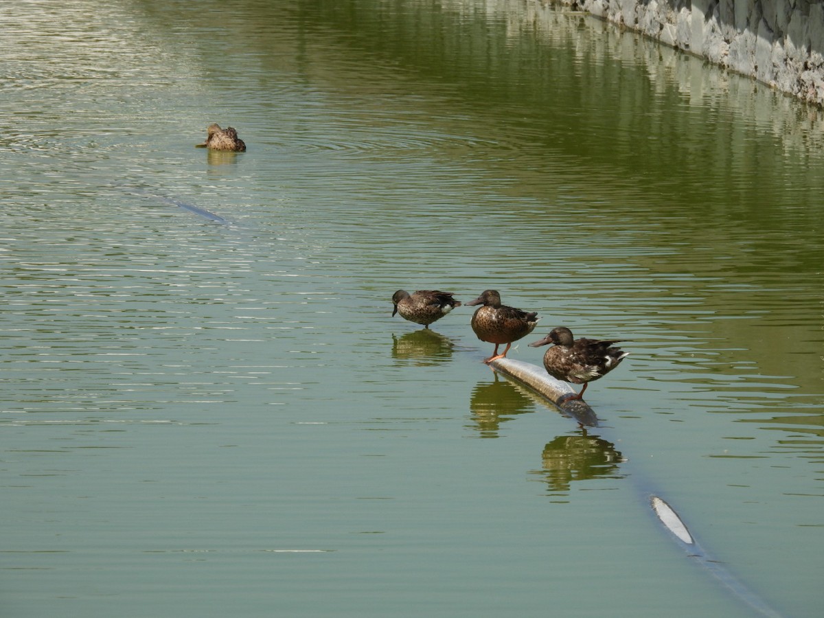 Northern Shoveler - ML639435707