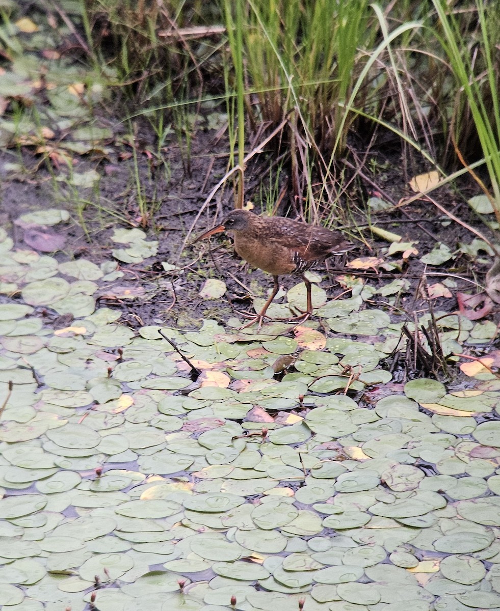 Virginia Rail - ML639435731