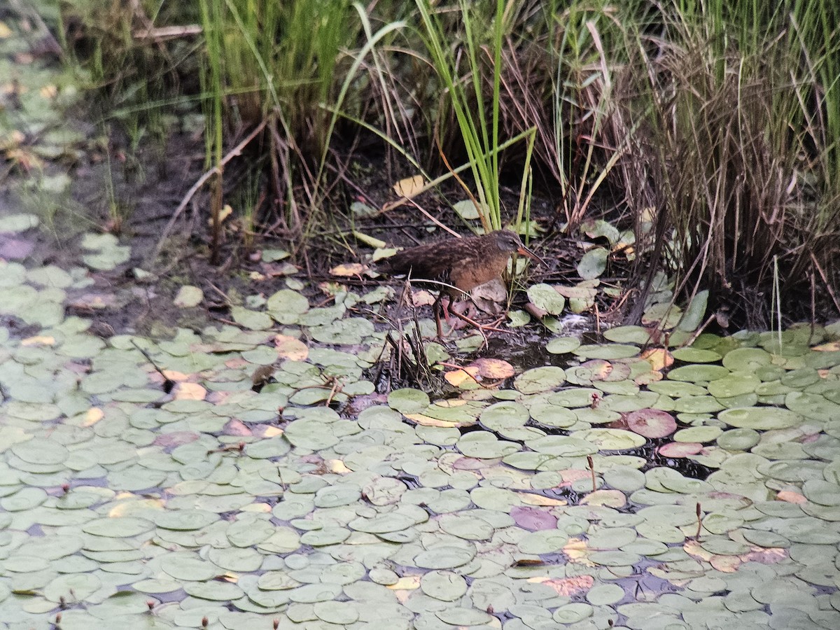 Virginia Rail - ML639435732
