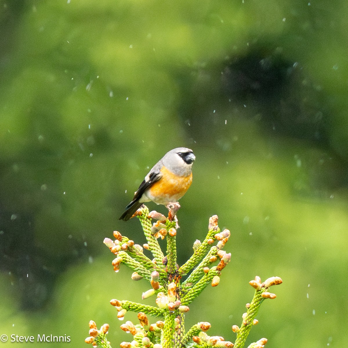 mandarindompap - ML639435801