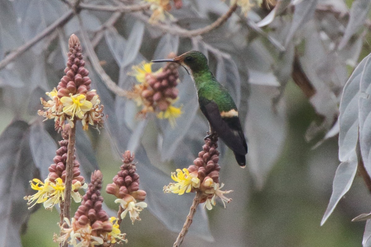 Racket-tipped Thorntail - ML639435899