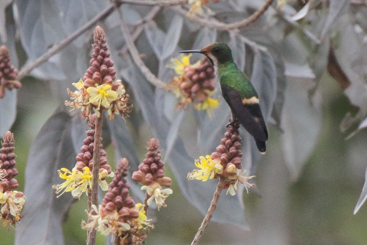 Racket-tipped Thorntail - ML639435900
