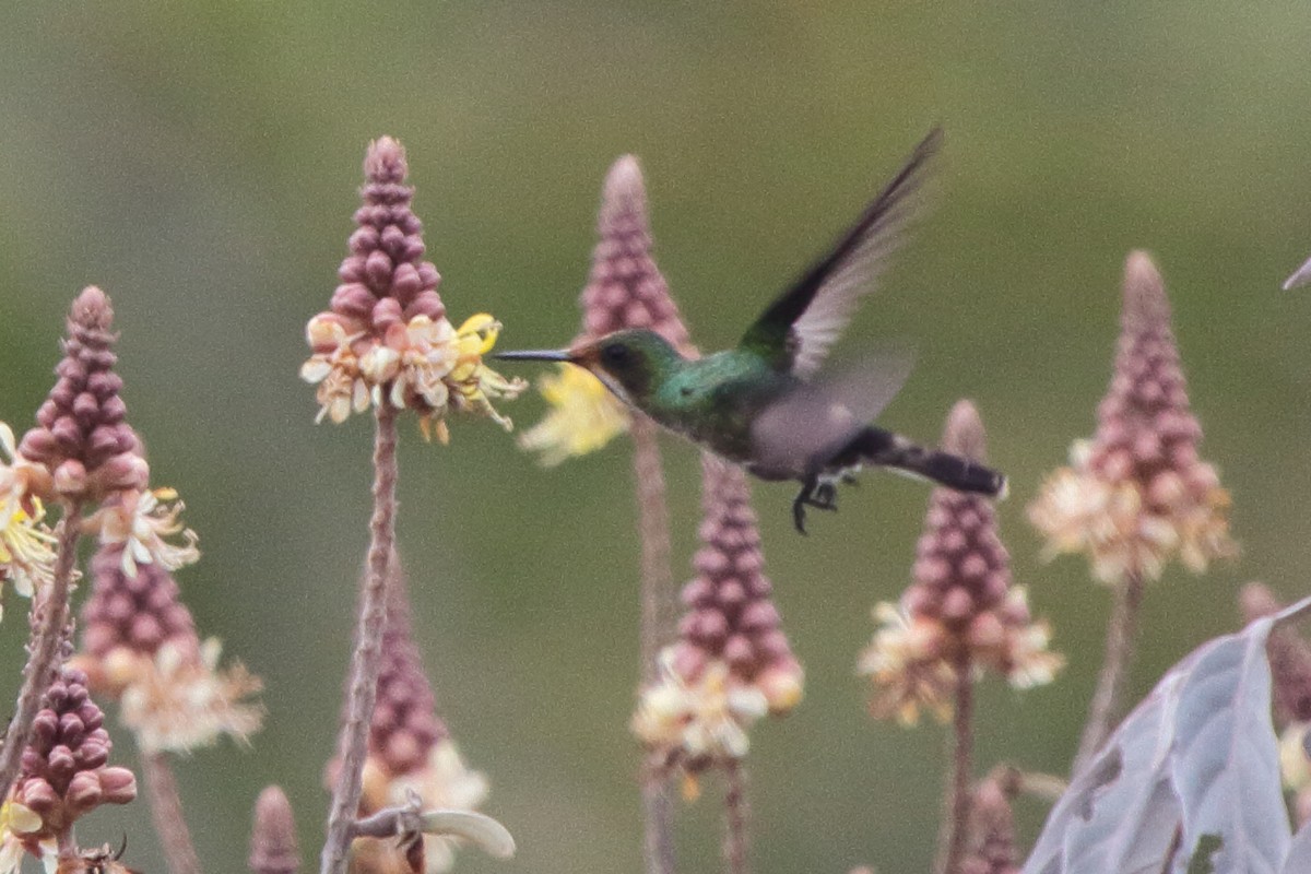 Racket-tipped Thorntail - ML639435902