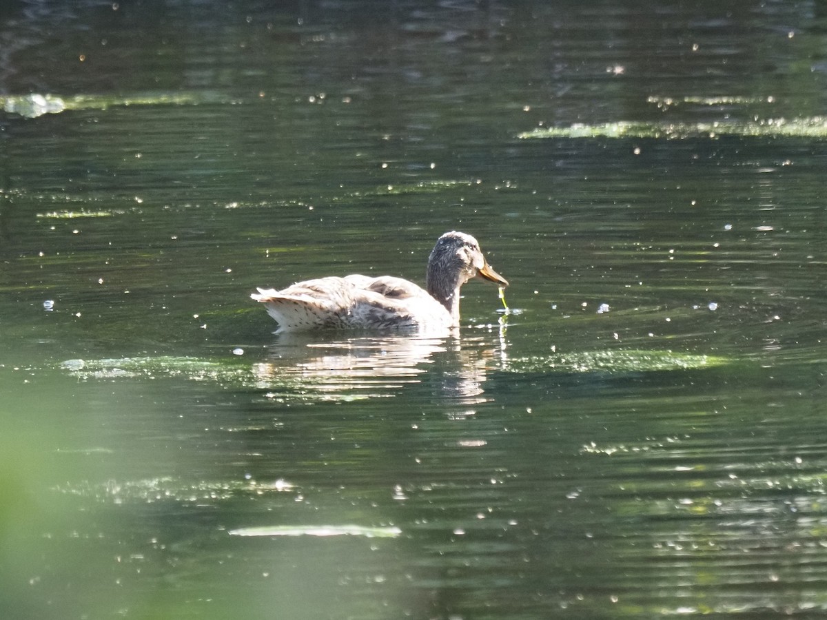Canard colvert ou C. noir - ML639435923