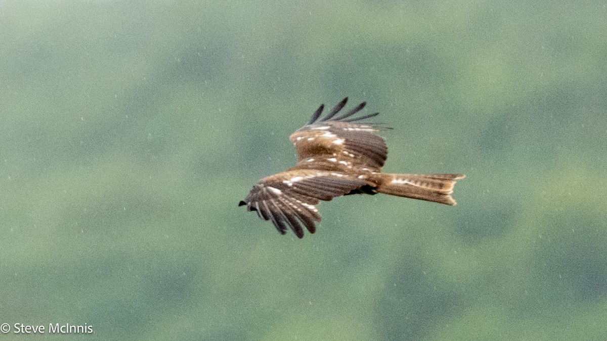 svartglente - ML639435972