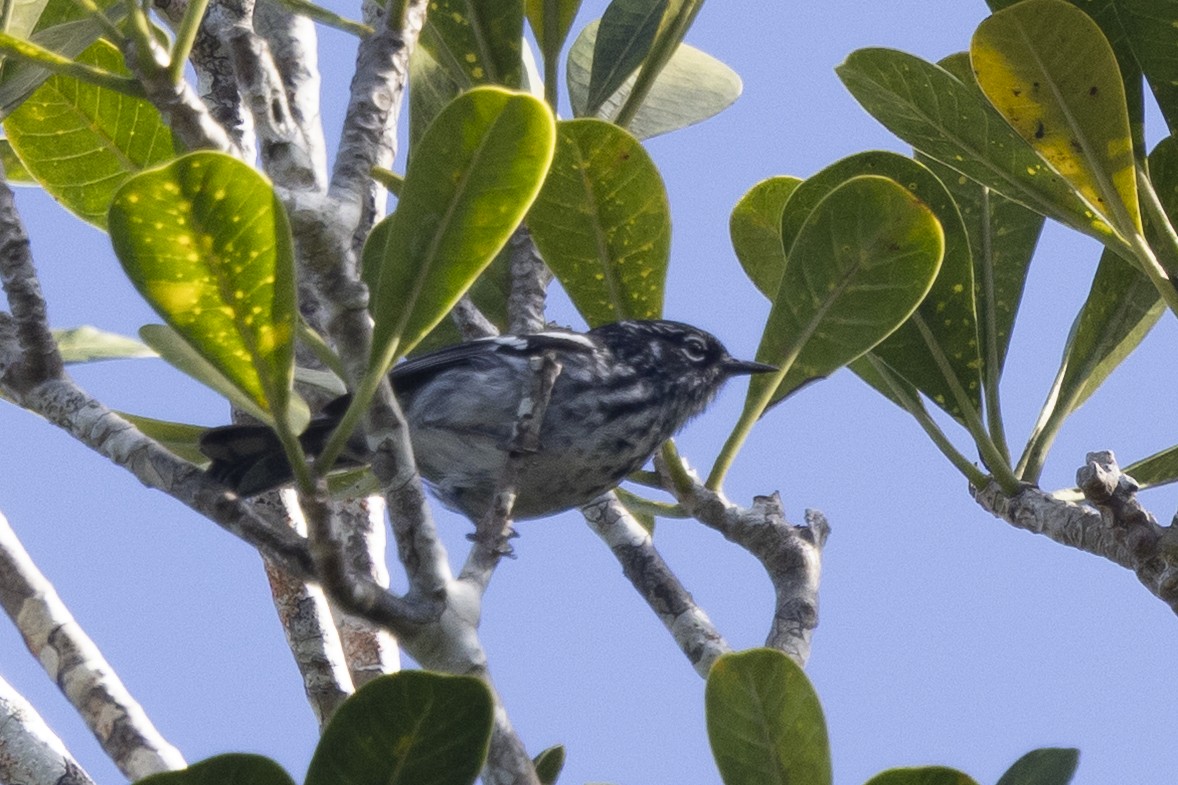 Elfin-woods Warbler - ML639435996