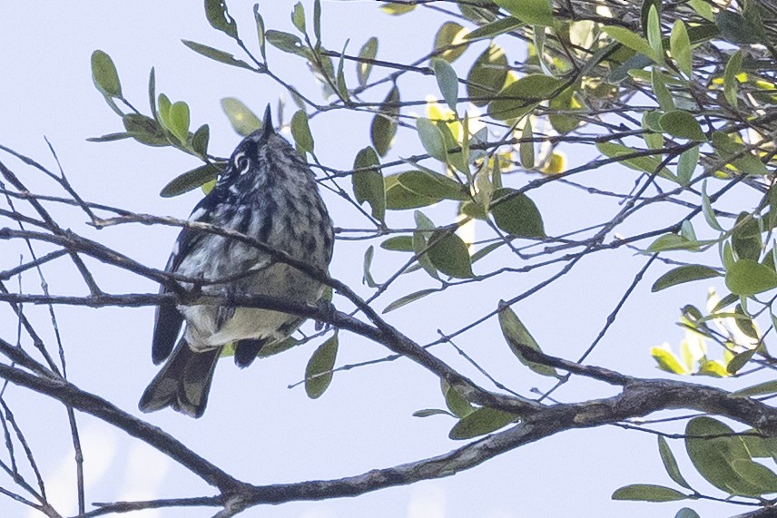 Elfin-woods Warbler - ML639435999