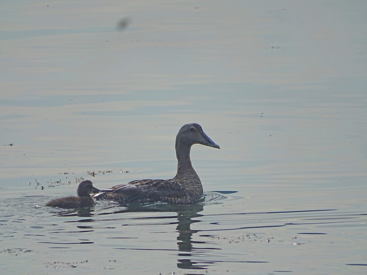 Common Eider (Dresser's) - ML639436020