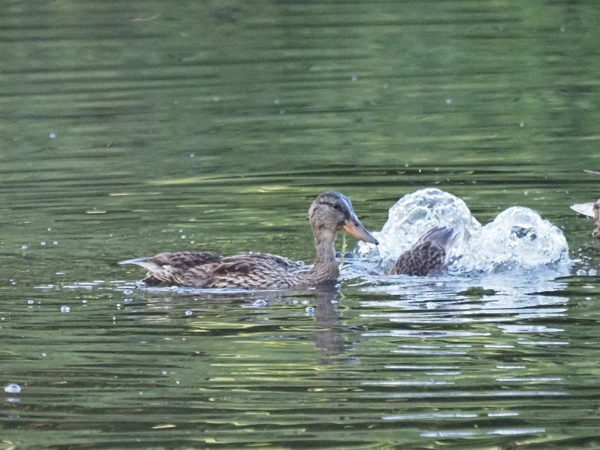 Canard colvert ou C. noir - ML639436047