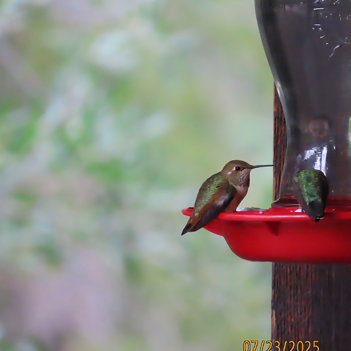 Colibrí Rufo - ML639436053
