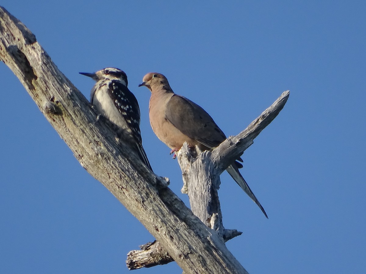 Hairy Woodpecker - ML639436185