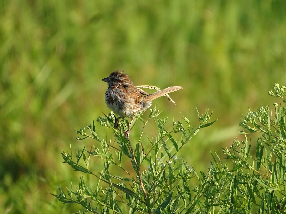 Song Sparrow - ML639436192