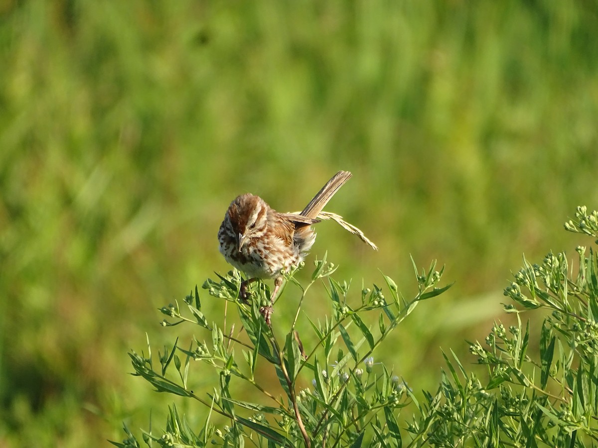 Song Sparrow - ML639436194
