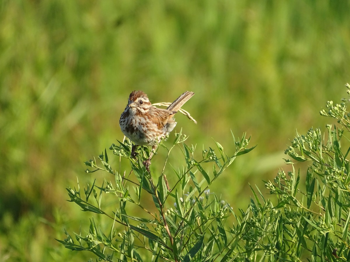 Song Sparrow - ML639436197