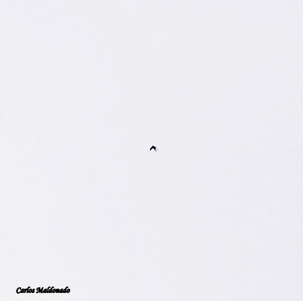 White-collared Swift - ML639436293