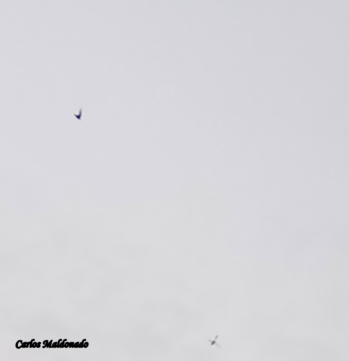 White-collared Swift - ML639436294