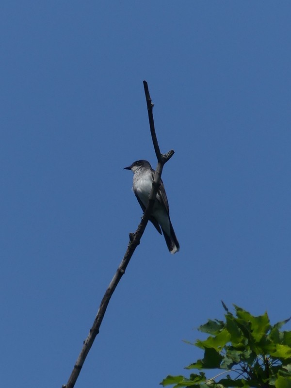 Eastern Kingbird - ML639436324