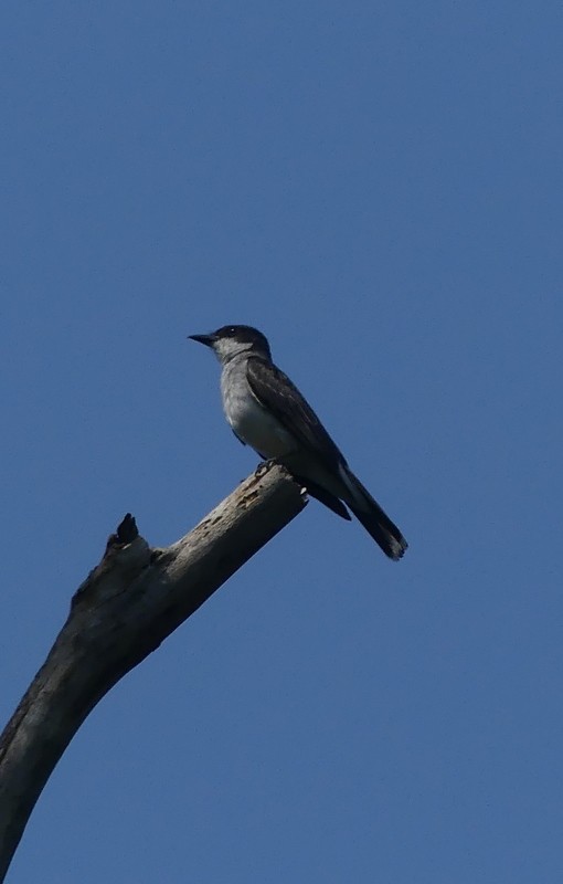 Eastern Kingbird - ML639436396