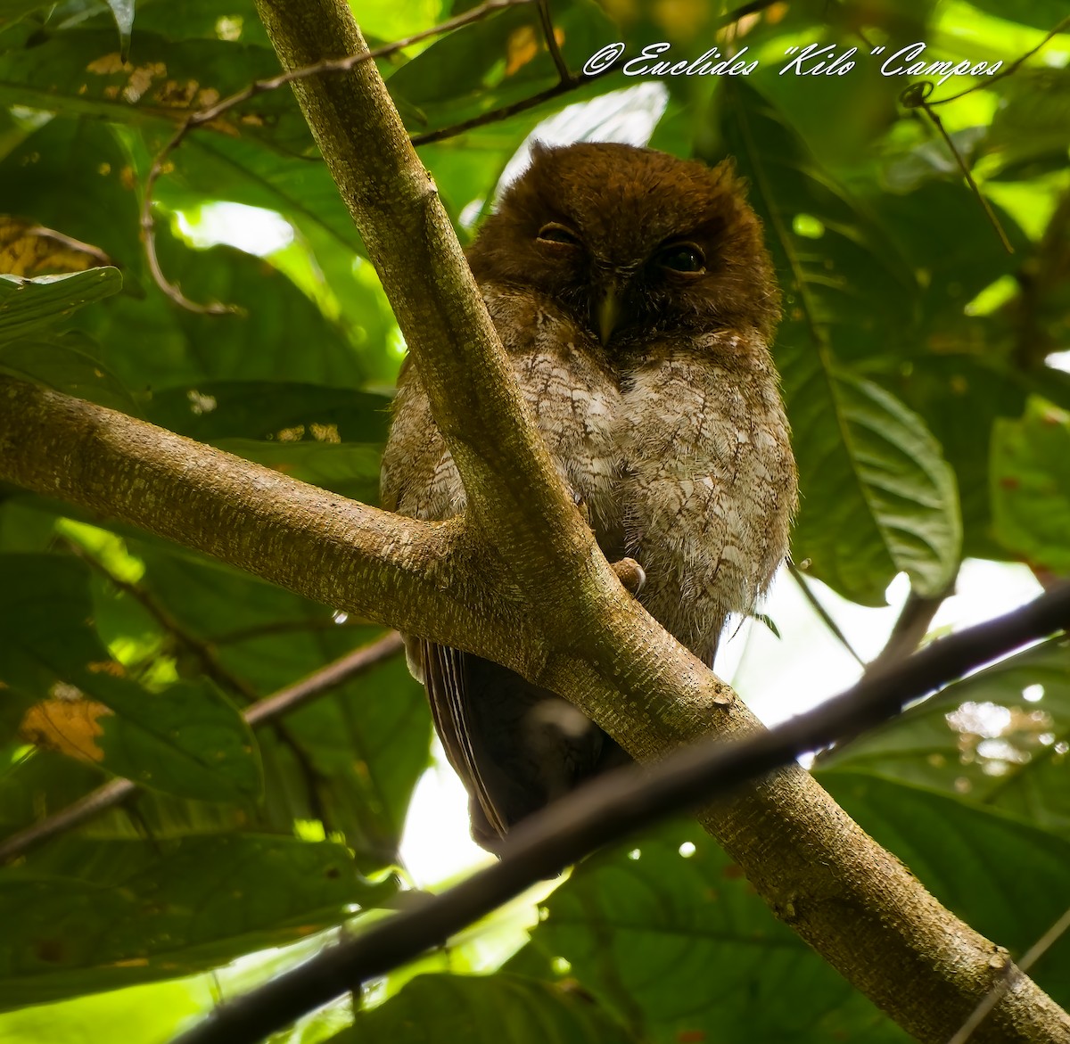 Middle American Screech-Owl - ML639436776
