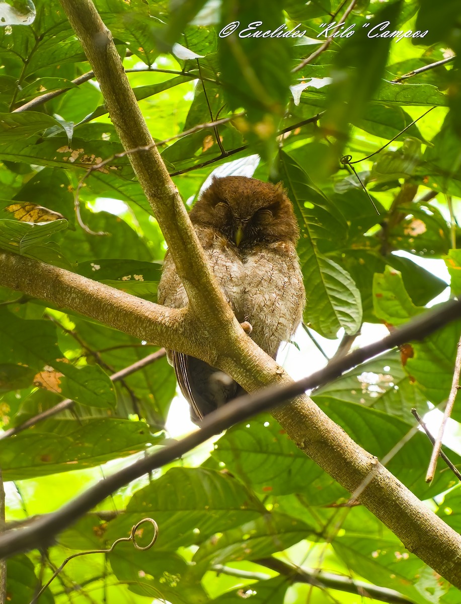 Middle American Screech-Owl - ML639436777